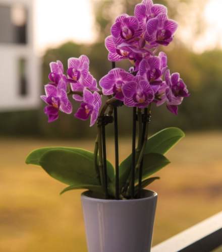 蘭花板植技巧 蘭花板植技巧