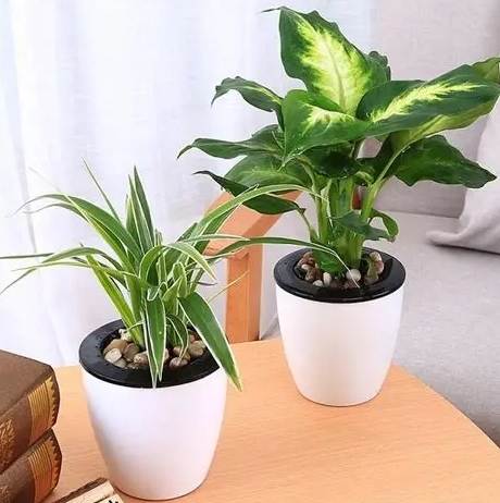 好養盆栽 好養盆栽