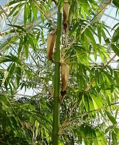 竹類植物 竹類植物