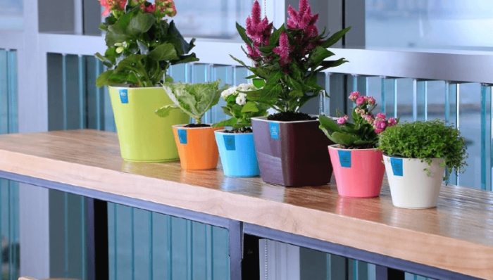 辦公室植物 辦公室植物