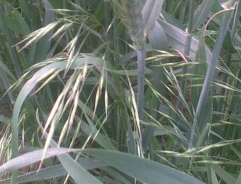 禾本科食用植物