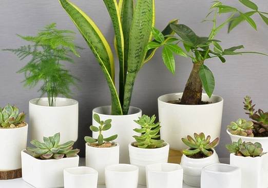 花盆清潔方法 花盆清潔方法