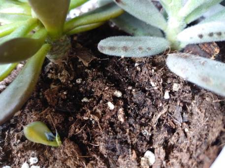 土壤白點原因 土壤白點原因