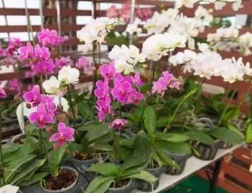 蘭花養護技巧 蘭花養護技巧