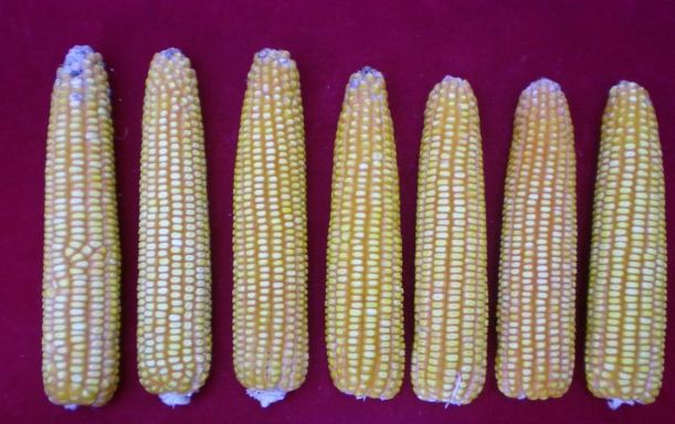 玉米和粟米差別