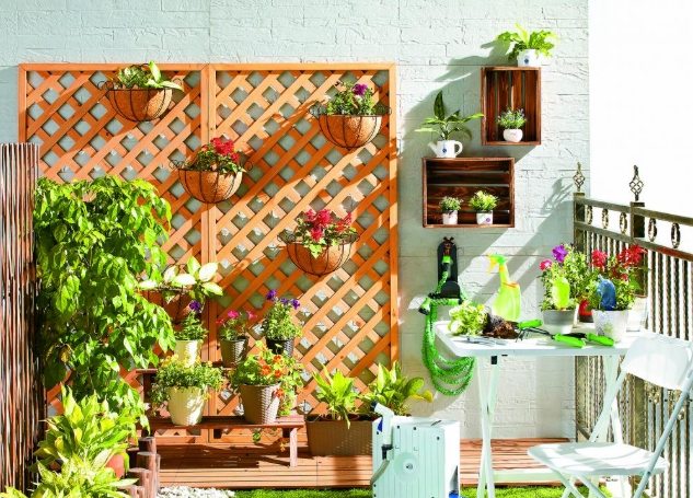 喜陽植物種類 喜陽植物種類