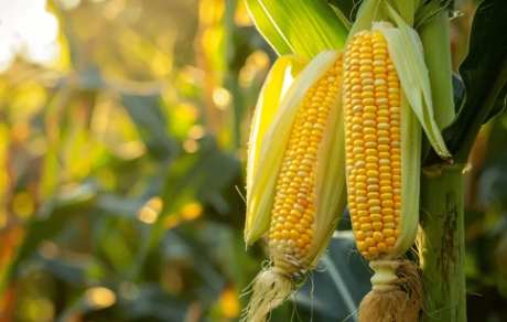 玉米部位