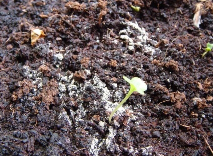 土壤鹽鹼化 土壤鹽鹼化