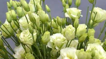 綠色洋桔梗寓意 綠色洋桔梗寓意