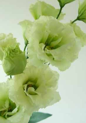 洋桔梗花語黄色 洋桔梗花語黄色