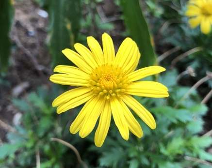 黃菊花健康益處