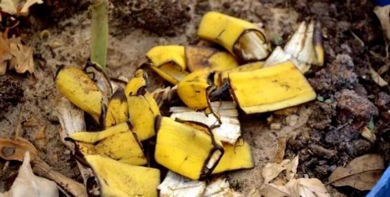 有機肥料發霉 有機肥料發霉