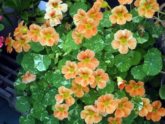 旱金蓮繁殖方法 旱金蓮繁殖方法