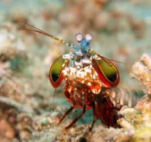 螳螂蝦飼養