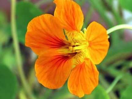 旱金蓮種子發芽 旱金蓮種子發芽