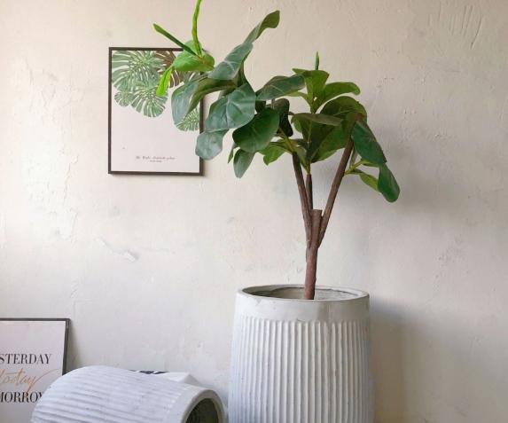 花盆變白原因 花盆變白原因