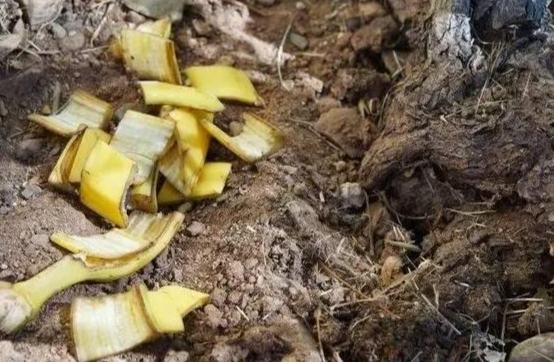 有機肥料發霉 有機肥料發霉