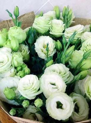 綠色洋桔梗寓意 綠色洋桔梗寓意