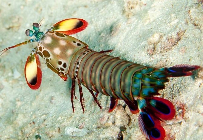 螳螂虾养殖技巧