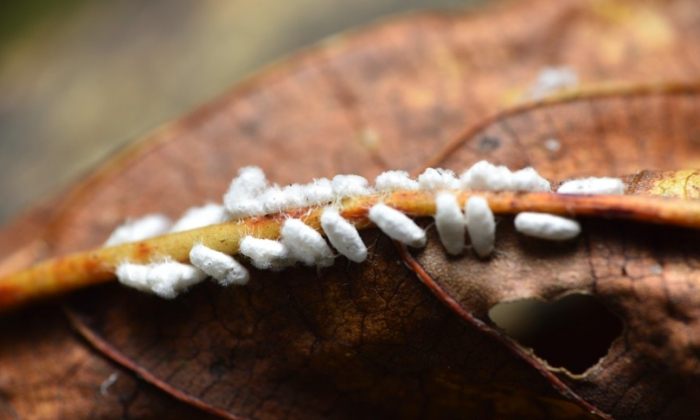 白色蟲卵防治 白色蟲卵防治