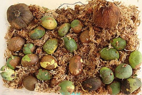 福木種子發芽 福木種子發芽