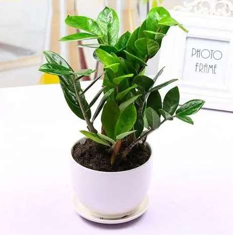 辦公室盆栽擺設 辦公室盆栽擺設