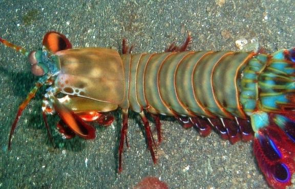 雀尾螳螂蝦飼養