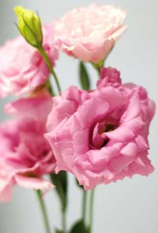 桔梗花種植方法 桔梗花種植方法