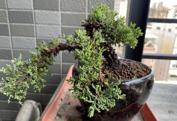 珍珠柏養護方法 珍珠柏養護方法