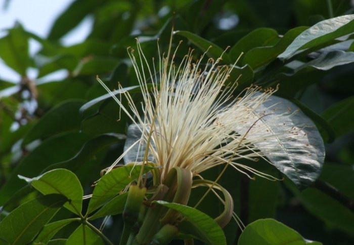 马拉巴栗 葉子黃