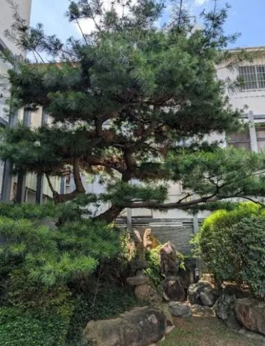 五葉松枯枝 五葉松枯枝