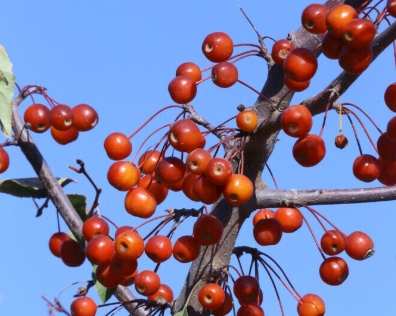 海棠果的功效 海棠果的功效