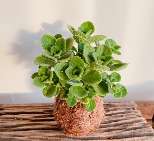 台灣香草植物 台灣香草植物