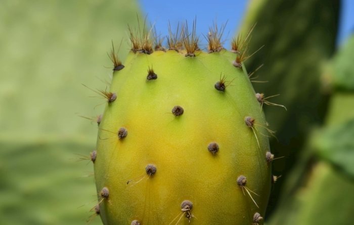 仙人掌紫色處理 仙人掌紫色處理