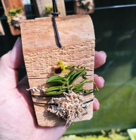 板植方法 板植方法