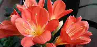 象徵父親的花 象徵父親的花