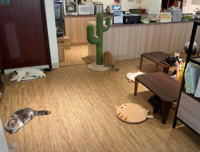 台南寵物友善咖啡廳