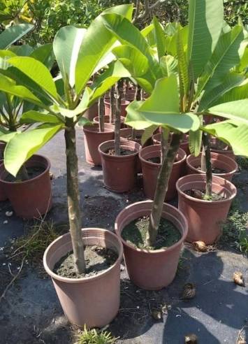 雞蛋花喬木種植