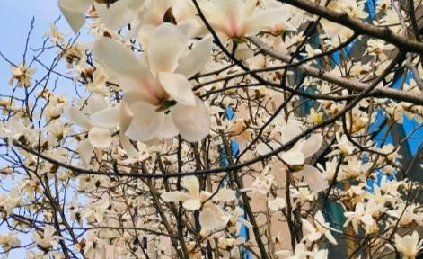 雞蛋花養護大小