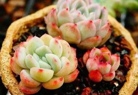多肉植物養護方法