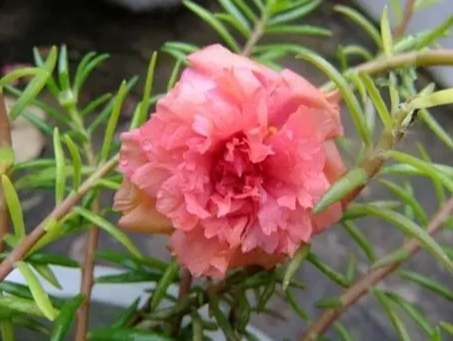 多肉植物繁殖方法