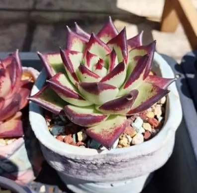 多肉換盆澆水時間