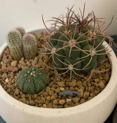 仙人掌變軟原因