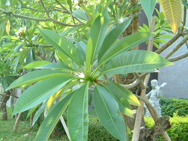 雞蛋花生長特性