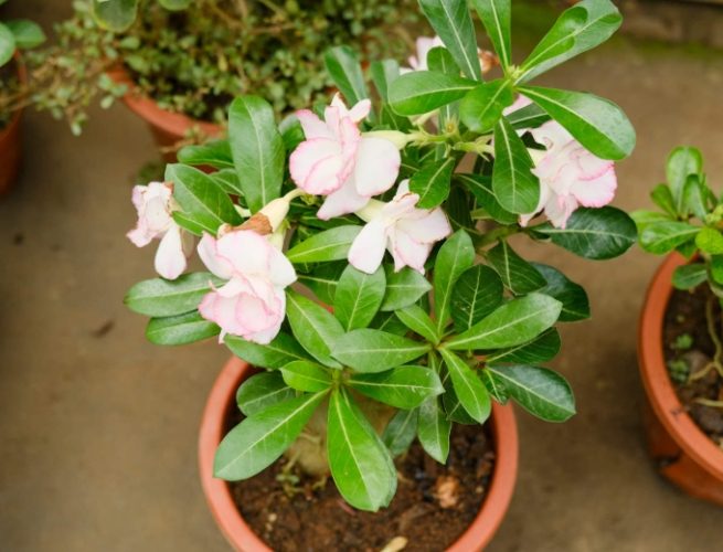 沙漠玫瑰過冬照顧