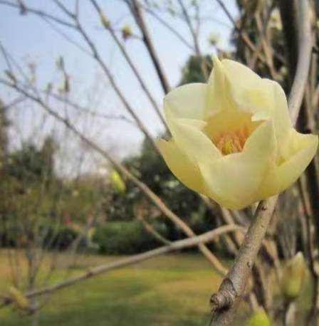 玉蘭花栽培技術