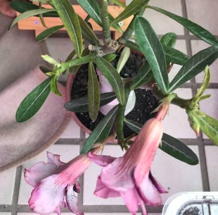 沙漠玫瑰落葉原因