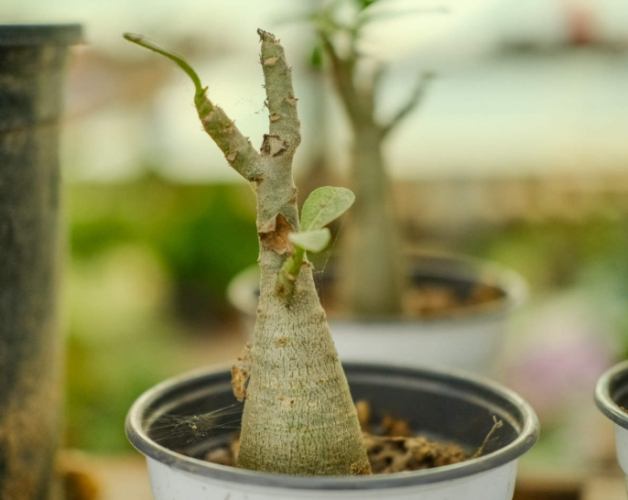 沙漠玫瑰病害防治 沙漠玫瑰病害防治