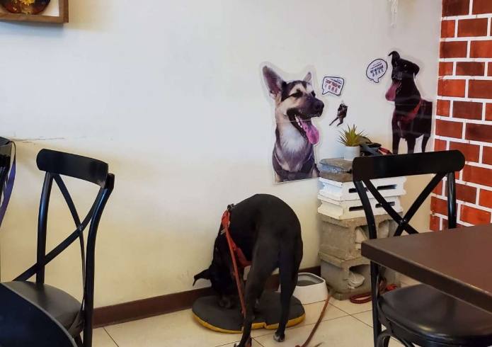 異國料理自助餐