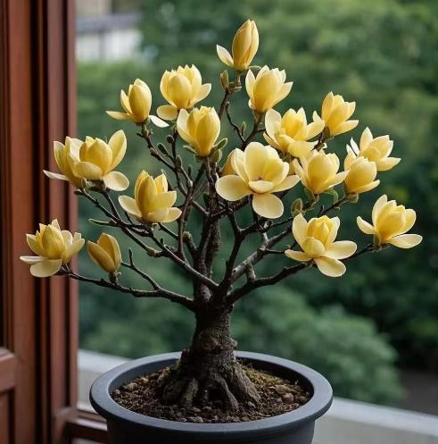 玉蘭花栽培技術